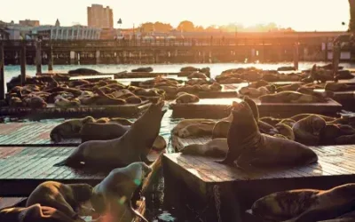 Pier 39